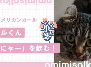 【アメリカンカール】ソルくん「にゃー」を飲む