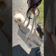 ゆらゆら猫散歩【猫：今日のひとコマ】ホワイトヒマラヤン15歳チーノ　#cat #cute #猫のいる暮らし