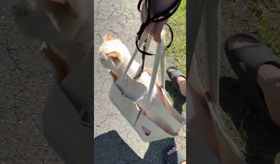 ゆらゆら猫散歩【猫：今日のひとコマ】ホワイトヒマラヤン15歳チーノ　#cat #cute #猫のいる暮らし