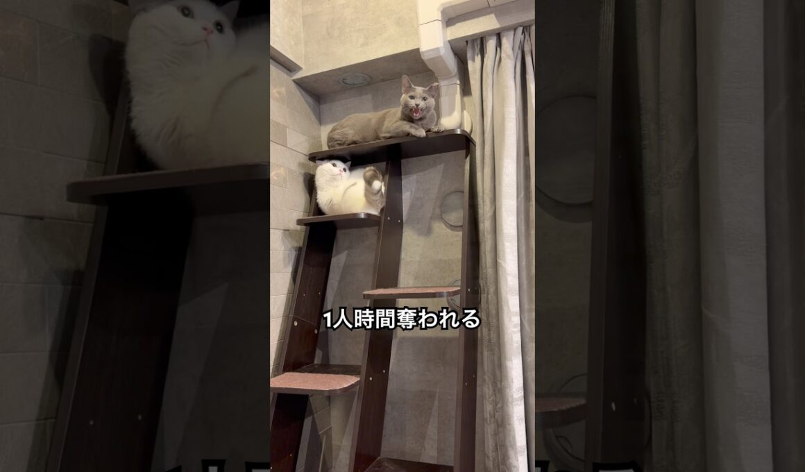 ロシアブルー | たまには独りになりたい猫 | Russian Blue cat