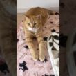 スフィンクスちゃん
