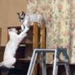 シャム猫のパンダ。妹の雫に、下から、ちょっかいを出され
