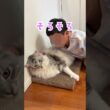 朝挨拶して学校へ送り出してくれる大型猫。鳥カフェ#shorts