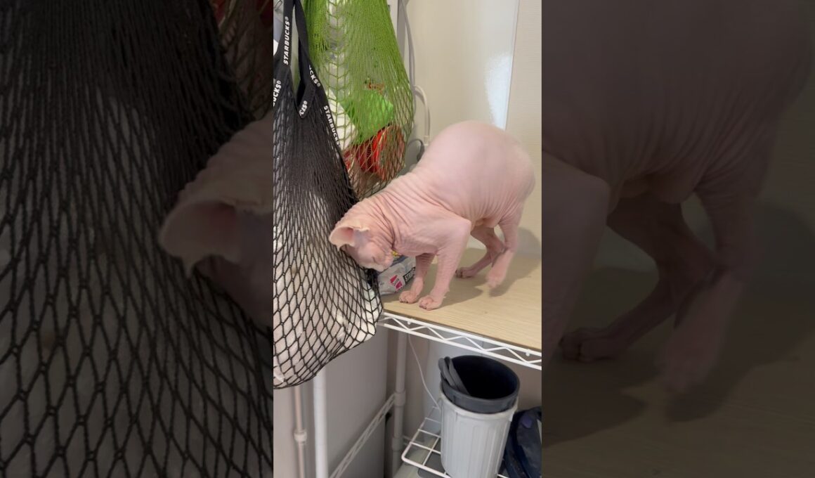 自分の匂いを擦り付ける猫アレクサンドラ【スフィンクス】