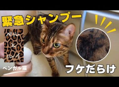 【ベンガル猫】フケだらけ！！シャンプーでキレイに変身