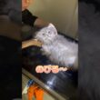 レントゲンで伸ばされるスコティッシュフォールド