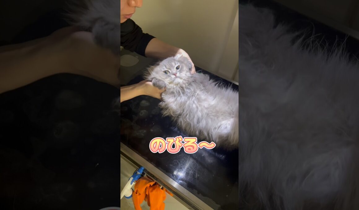 レントゲンで伸ばされるスコティッシュフォールド
