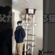 【危】いれぶんのちょっとドジな日常 #cat #サイベリアン #ネヴァマスカレード #猫 #ねこ #shorts