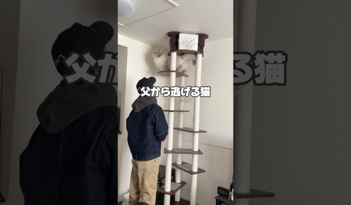 【危】いれぶんのちょっとドジな日常 #cat #サイベリアン #ネヴァマスカレード #猫 #ねこ #shorts