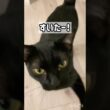 元気にお返事😺黒猫ボンベイ　#cat #ねこ #ねこのいる生活 #ねこのいる暮らし #ねこ動画 #猫 #猫好きさんと繋がりたい #かわいい #癒やし #甘えん坊