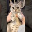 【溺愛】お留守番マンチカンが可愛すぎて、発狂するパパたちwww #cat #猫