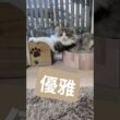 自然に出した前足が優雅すぎる猫 #ノルウェージャンフォレストキャット