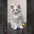 寝起きのあんず君🥱寝ぐせつき😂💕#ラグドール #猫好きさんと繋がりたい #猫のいる暮らし #ねこ動画