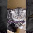 みぞれ、ママさんになりました#ノルウェージャンフォレストキャット #norwegianforestcat