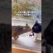 喧嘩という喧嘩で向かうところ敵なしの近所の飼い猫が野良子猫を連れてきた #野良猫 #子猫 #保護猫 #shorts