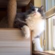 【最年長】シャールがキャットタワーに登った！？！？ノルウェージャンフォレストキャットとターキッシュアンゴラ