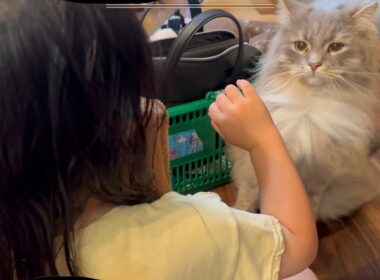 ドライヤーを使うと近寄って来る猫　サイベリアンThe cat comes closer when I use the hairdryer. Siberian