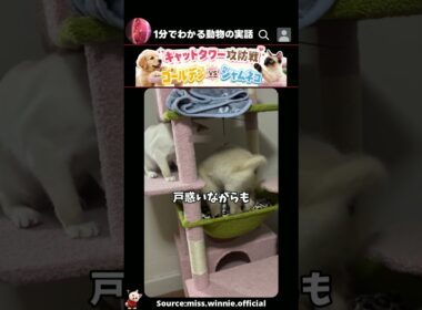 【キャットタワー攻防戦】ゴールデン vs シャム猫の場所取りバトル💥