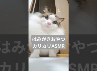 猫のカリカリASMR🐈🍚｜トイガー&ラグドール　#トイガー #ラグドール #catshorts　#猫のいる暮らし #catfunny #大型猫 #ASMR #猫のおやつ