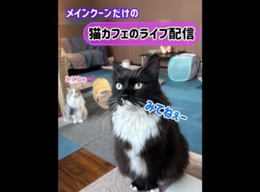 20260525メインクーンだけの【猫カフェのライブ配信】#cat #cooncat #mainecat #もふもふ