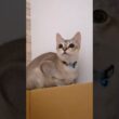 にゃに? #猫 #ねこ #こねこ #猫のいる暮らし #シンガプーラ #cat #catshorts