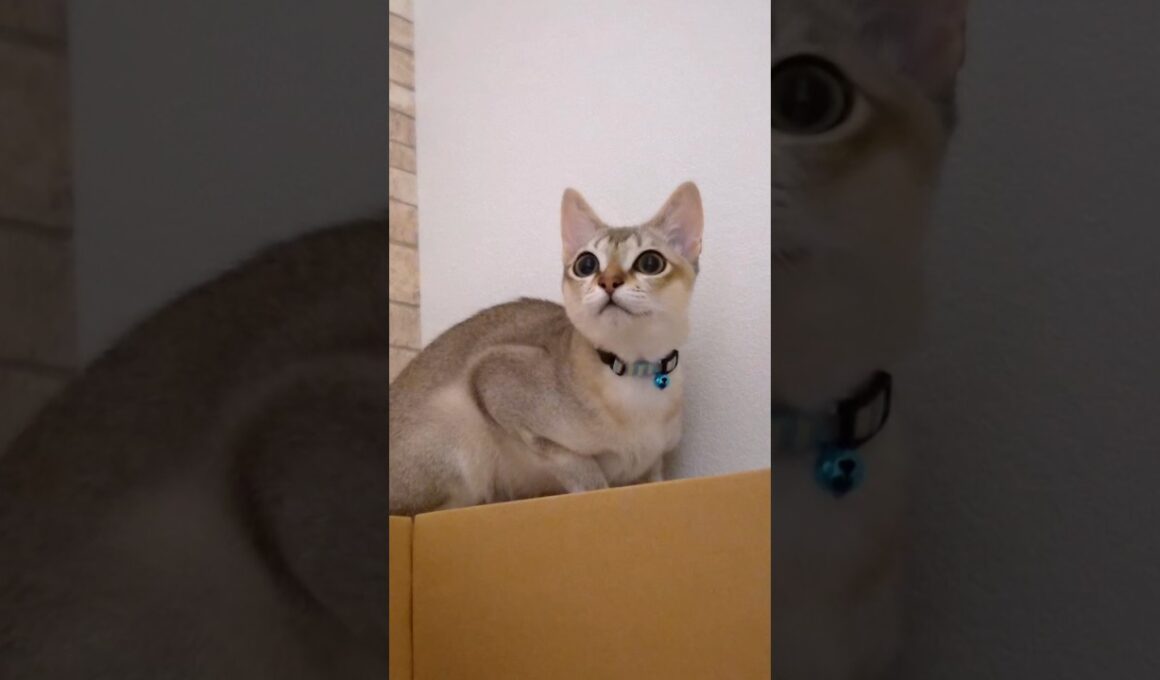 にゃに? #猫 #ねこ #こねこ #猫のいる暮らし #シンガプーラ #cat #catshorts