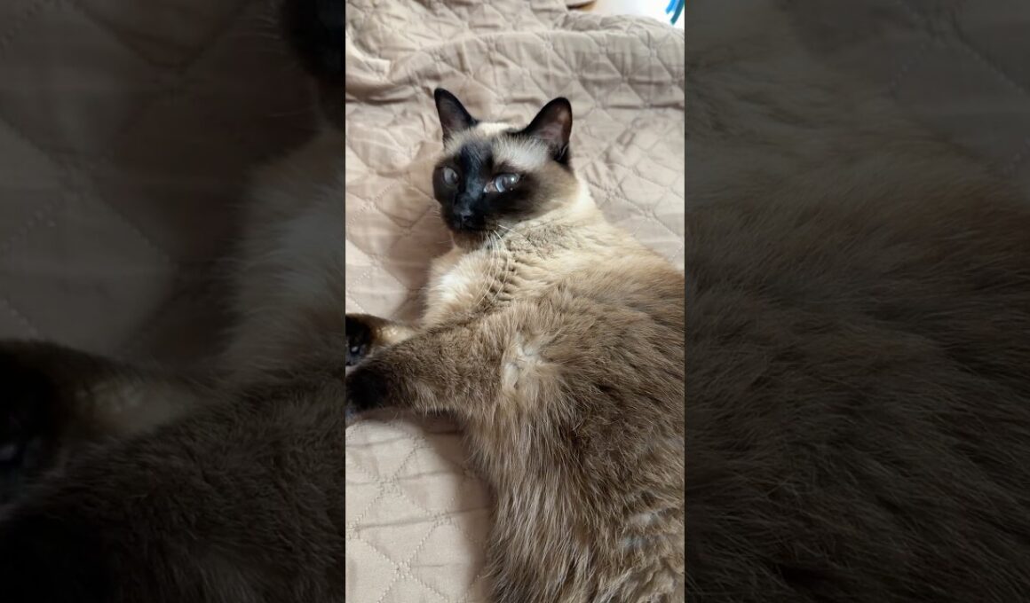 シャム猫のふくさん【たぬき猫】 #cat #しゃむねこ #猫のいる暮らし #猫好きさんと繋がりたい #ねこ #cutecat #cat