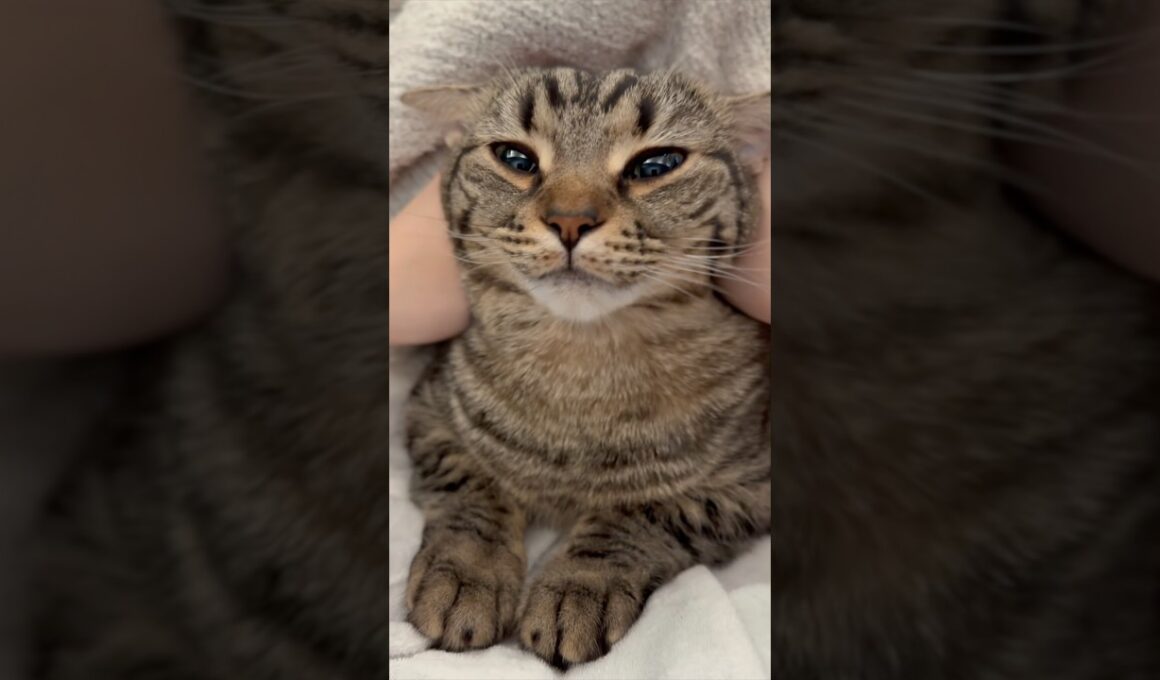 子猫時代から、良く鳴くスコティッシュwww #cat #猫