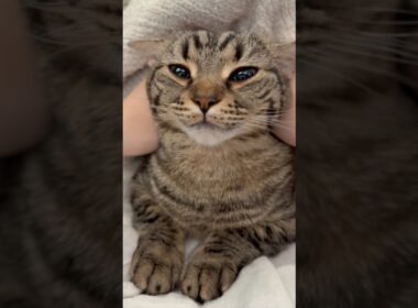 子猫時代から、良く鳴くスコティッシュwww #cat #猫