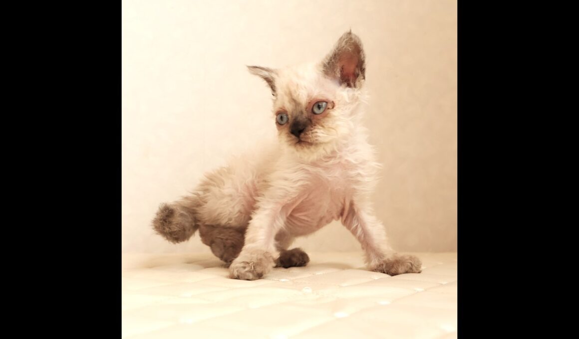 セルカークレックス子猫　Selkirk Rex　2026.3.31産まれ　　シールポイント　巻き毛　男の子　シーダキャット猫のお店