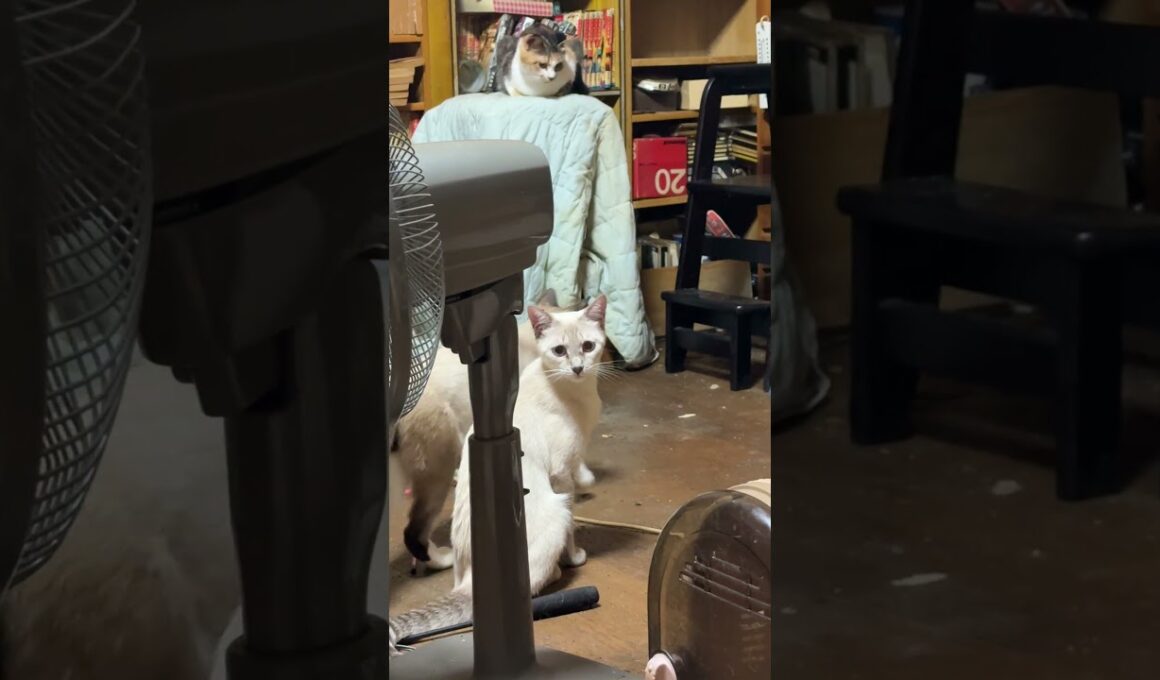 シャム猫のパンダ「ネコトンネルから移動するぞ。雫、どいて」