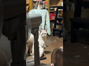 シャム猫のパンダ「ネコトンネルから移動するぞ。雫、どいて」