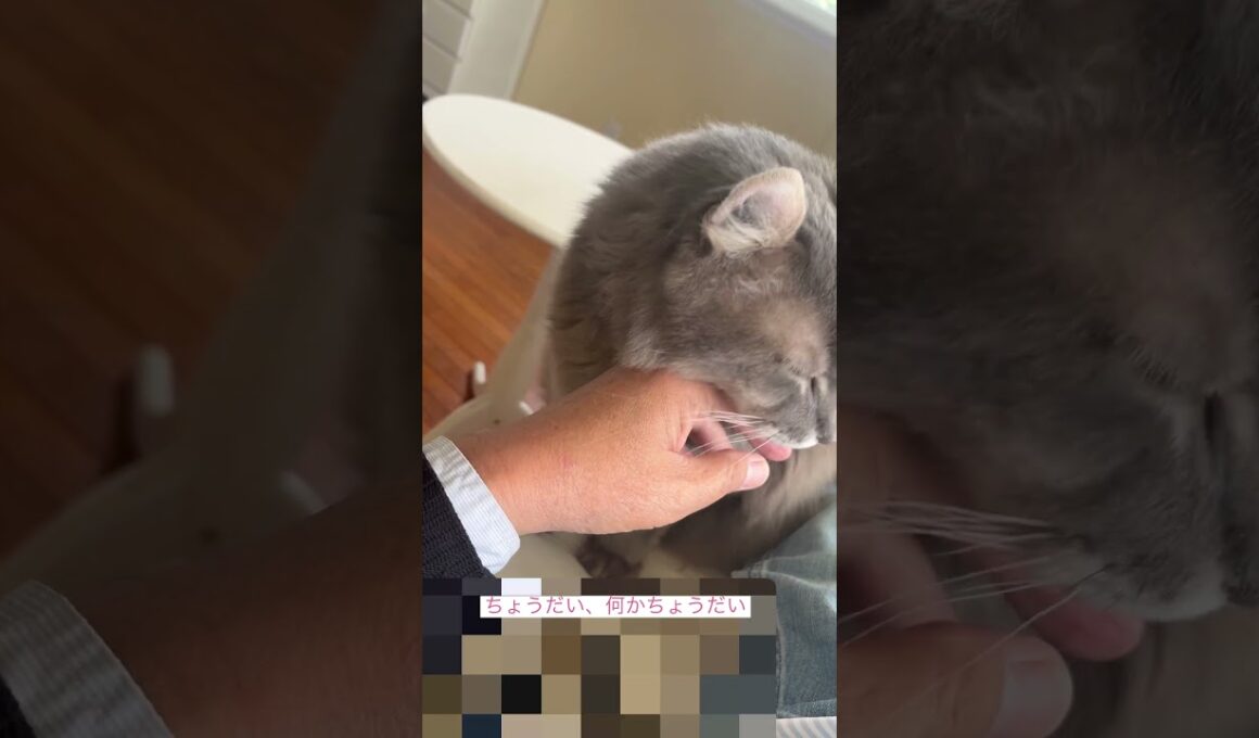 甘えて甘えて #ねこ動画 #アメリカンカール #catvideos