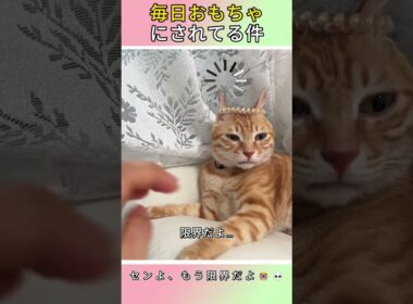 毎日おもちゃにされる猫の限界【ドラマ】051534