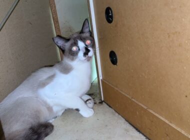 シャム猫のパンダ「僕、夜だと、目が赤く光るんです」