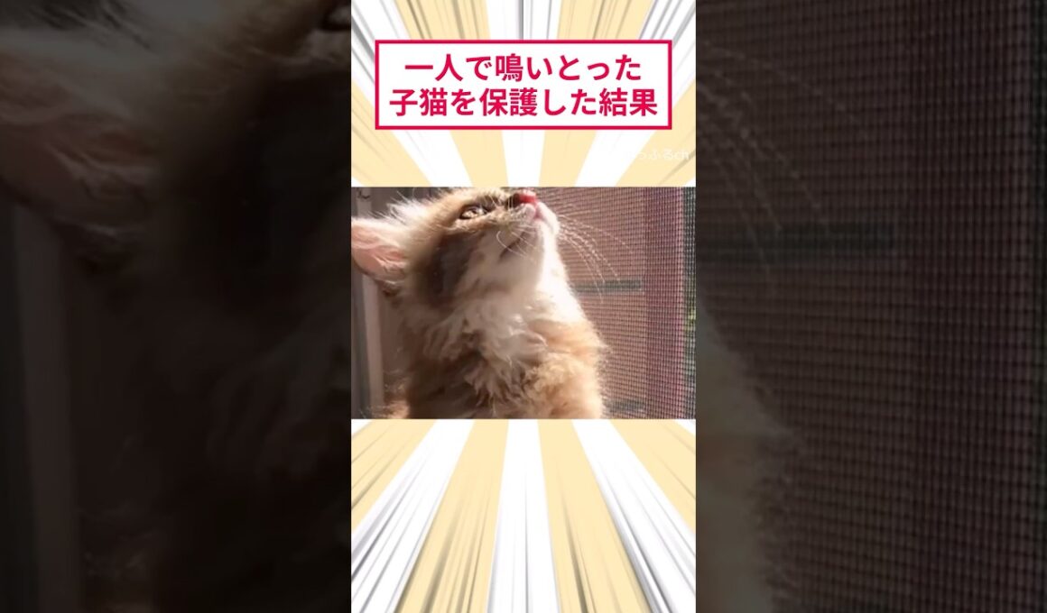 一人で鳴いとった子猫を保護した結果 #2ch動物スレ #猫動画 #猫のいる暮らし