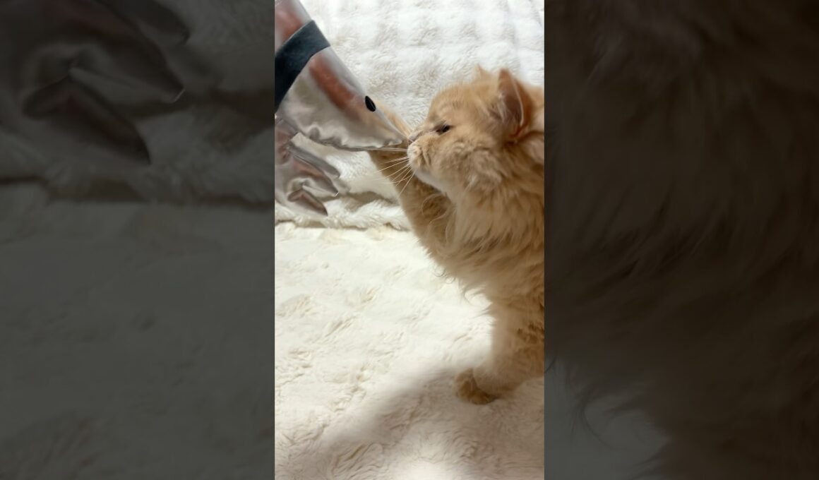 金のエビ、銀のエビ🦐【サイベリアン・ずんだ】 #shorts #サイベリアン  #猫 #金のエビ