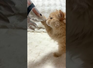 金のエビ、銀のエビ🦐【サイベリアン・ずんだ】 #shorts #サイベリアン  #猫 #金のエビ