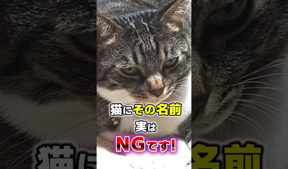 絶対やめて！猫につけてはいけない名前5選 #猫雑学 #猫 #ねこたんの解説