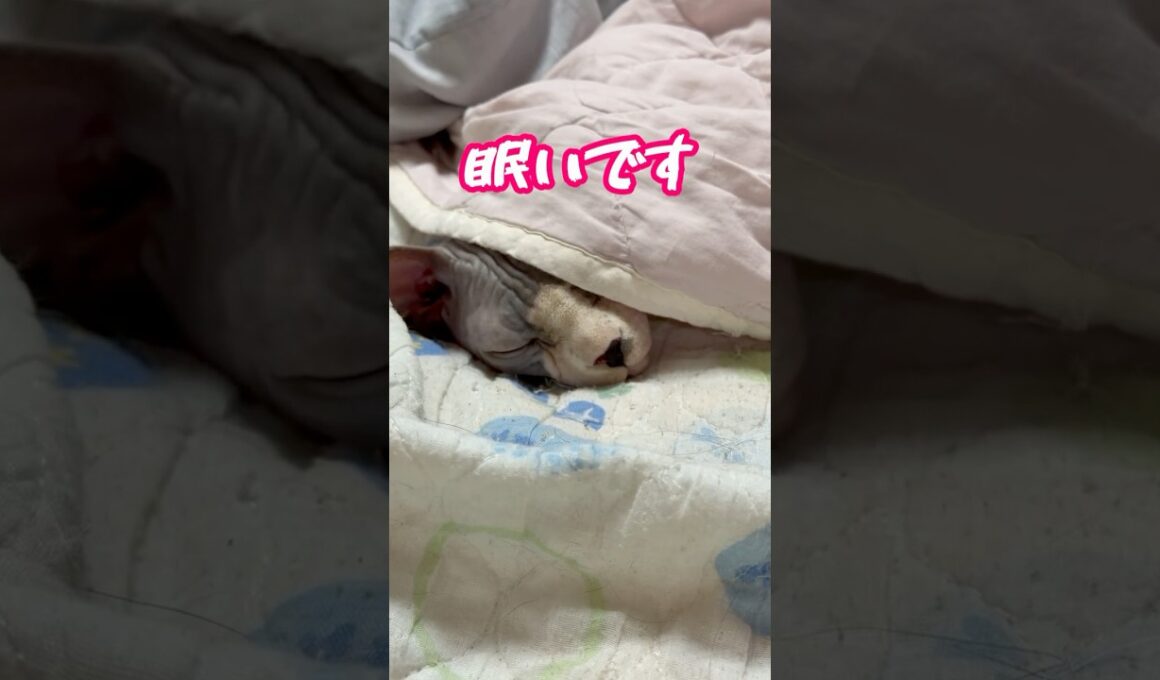 貴方の気持ちを代弁するスフィンクス猫チャイ🤣#shorts#funnycats #猫 #cat #sphynx