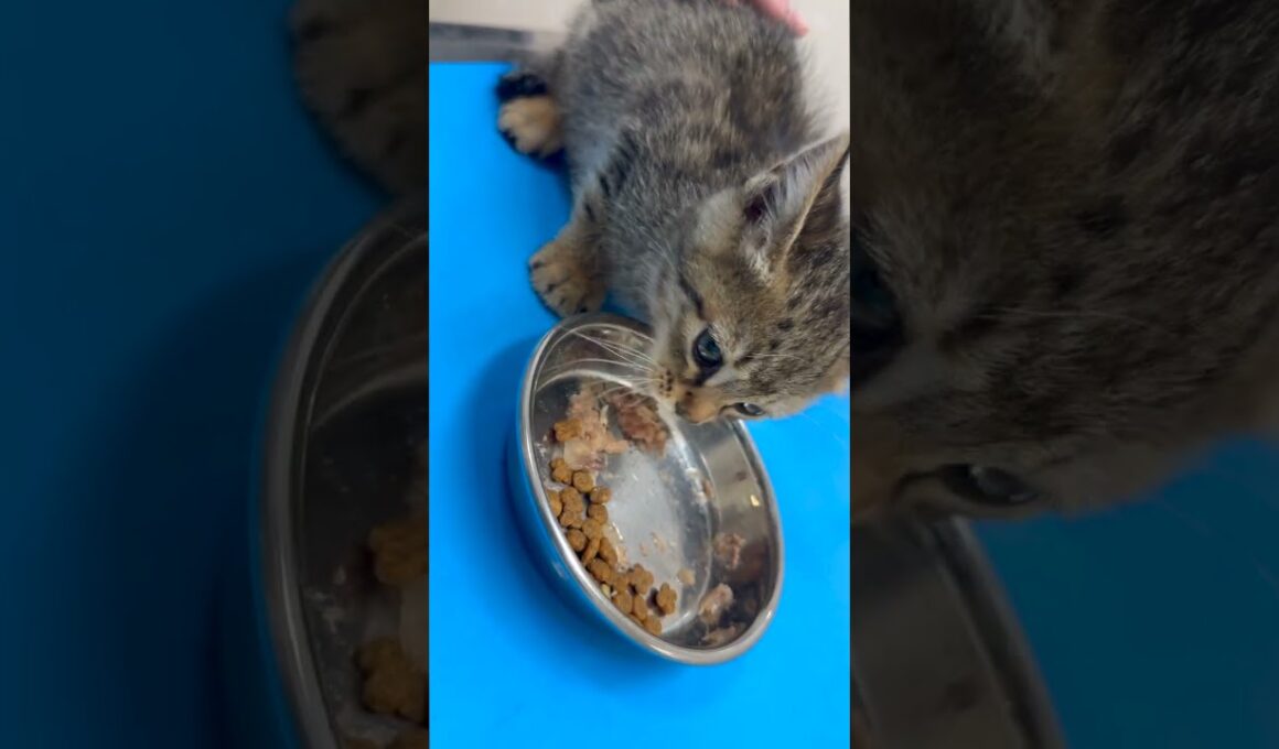 【車に轢かれそうでカラスに襲われていた子猫を保護】 #子猫 #保護猫