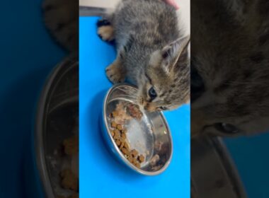 【車に轢かれそうでカラスに襲われていた子猫を保護】 #子猫 #保護猫