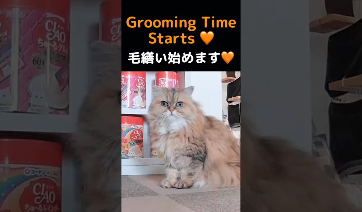 ペルシャ猫マリーちゃんの毛繕いが可愛いすぎる…🧡#猫 #猫動画 #ペルシャ猫 #マリーちゃん #毛繕い #かわいい猫 #癒し #猫ショート #ふわふわ猫 #猫のいる暮らし