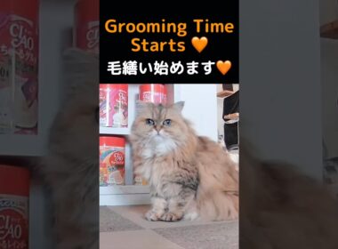 ペルシャ猫マリーちゃんの毛繕いが可愛いすぎる…🧡#猫 #猫動画 #ペルシャ猫 #マリーちゃん #毛繕い #かわいい猫 #癒し #猫ショート #ふわふわ猫 #猫のいる暮らし
