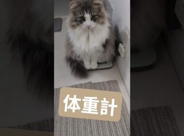 自ら体重計に乗る猫。(たまたま) #ノルウェージャンフォレストキャット