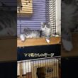 ママ猫さん子供にミルクをあげに戻ってきました#ノルウェージャンフォレストキャット #norwegianforestcat