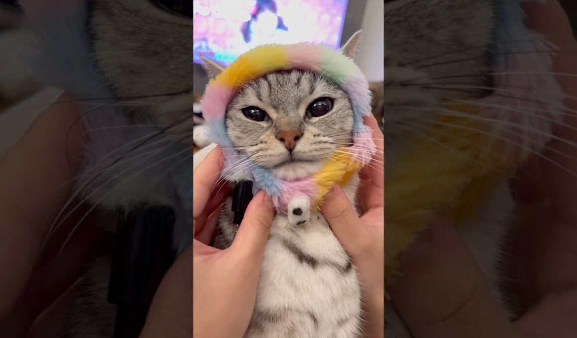 良く鳴くマンチカンが可愛すぎて優勝!! #cat #猫