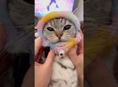 良く鳴くマンチカンが可愛すぎて優勝!! #cat #猫
