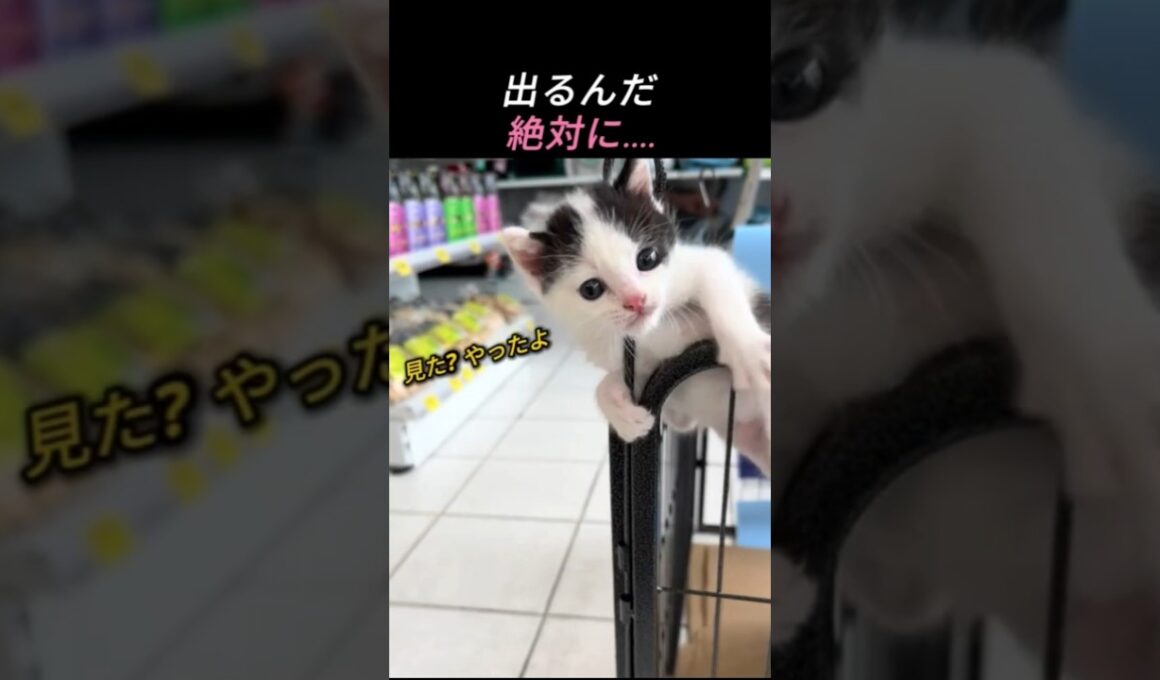絶対に諦めない子猫、その理由に涙