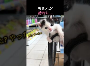 絶対に諦めない子猫、その理由に涙